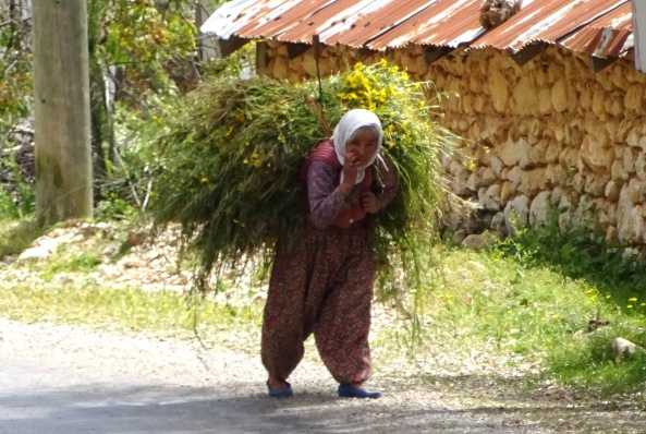 Woman carrying a big load of some sort of herb or grass home from the fields
