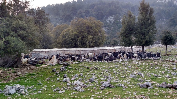 Goats penned for milking at Ala Kilise - quite a racket!